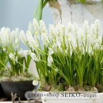 ﾑｽｶﾘ　ﾎﾞﾄﾛｲﾃﾞｽｱﾙﾊﾞ